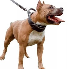 Genuine Leather Dog Collar