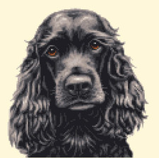 BLACK COCKER SPANIEL dog puppy