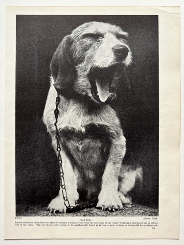 Batard dog breed - batard, (mongrel?)