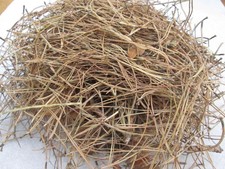 Dried Pine Needles Bee Smoker