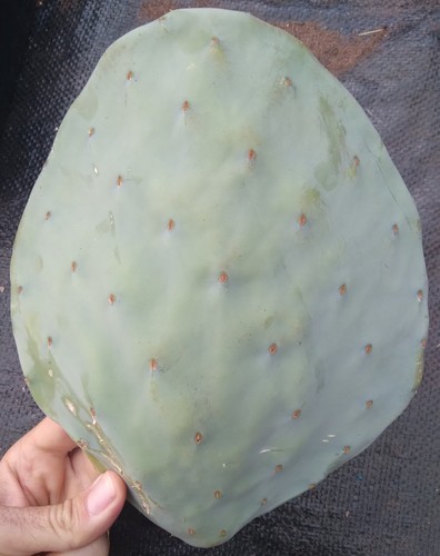 Giant opuntia - giant,