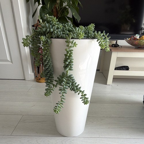 Burro tail sedum trailing - burro's,