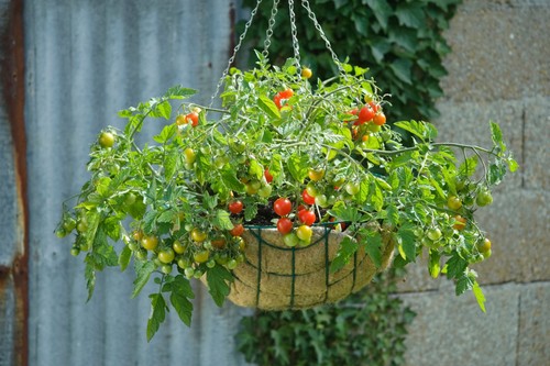 Tomato cherry lizzano - tomato,