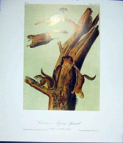 Original old antique print - antique,