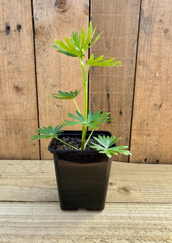 Monkshood plant aconitum - 🌿,