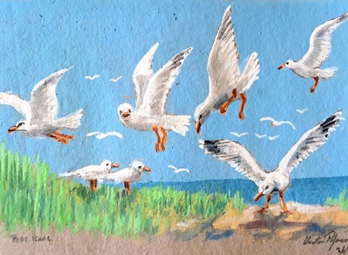 Port isaac cornwall - port, seagulls