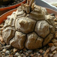 Dioscorea Testudinaria