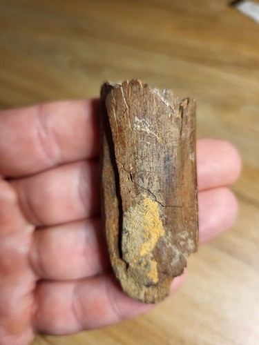 Theropod metatarsal limb - theropod, metatarsal/limb