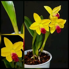 Mini Cattleya Daffodil. 1