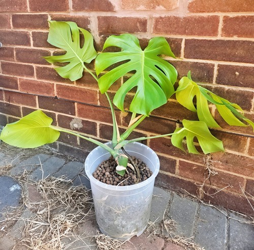 Large monstera deliciosa - monstera,