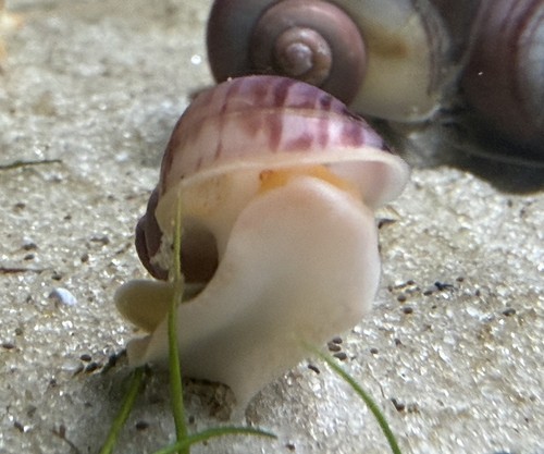 Juvenile magenta mystery - juvenile,