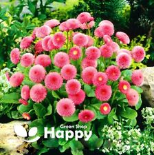 DAISY ENGLISH - 700 SEEDS - POMPONETTE PINK - Bellis perennis - SPRING FLOWERING