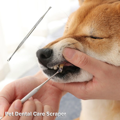 Teeth cleaning pet dental - cleaning, care