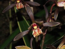 Cymbidium sinense ‘Tai Ping