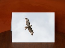 Red-tailed hawk - Buteo jamaicensis - A5 Photography Card