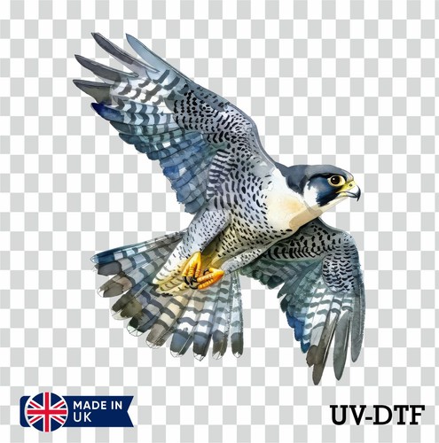 Peregrine falcon dtf - falcon, uv