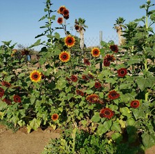 30 UK Skyscraper Coloured Giant Sunflower Seeds Variety Pack Giant Titan Heads