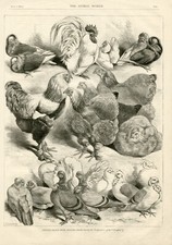 PRIZE POULTRY HENS PIGEONS CRYSTAL PALACE SHOW HARRISON WEIR OLD 1890 PRINT  b6