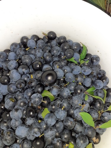 Cambridgeshire sloe berries - cambridgeshire,