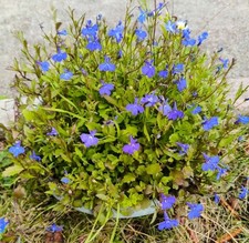 5x Trailing Lobelia