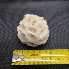 Vintage natural brain coral - vintage,