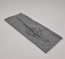 Whale Bone Fossil Model Marine