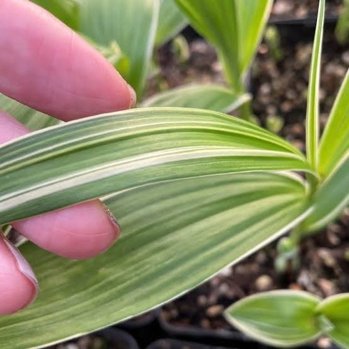 Variegated hyacinth orchid - variegated,