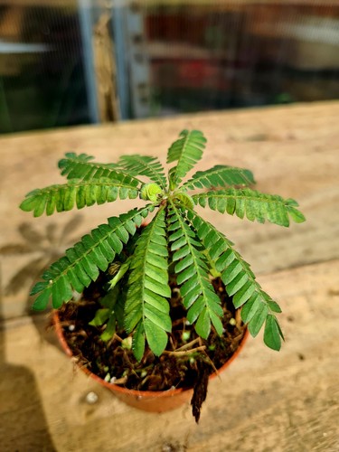 Biophytum sensitivum the - biophytum, |