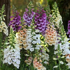 3 x Foxglove 'Dalmatian