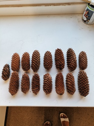 Large pine cones longest - 15,