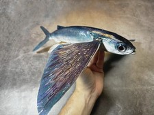 Commission booking taxidermy - booking,,