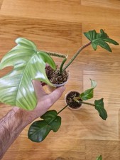 Philodendron, Monstera, Begonia. Terrarium. Bioactive.Rarer Houseplant Unbranded