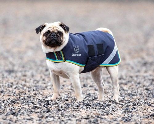 Digby fox waterproof - digby, dog