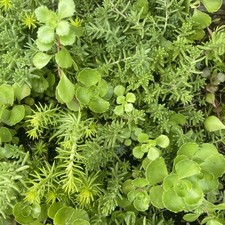 10 X Garden Rockery Mix Sedum