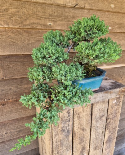 Juniperus chinensis semi - chinensis,
