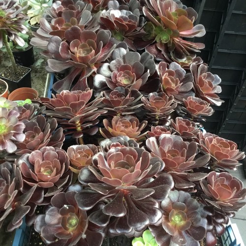 Aeonium black rose - black,