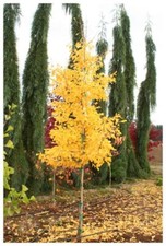 Ginkgo biloba ‘Menhir’ / Maidenhair Tree, Peat Free, 3Ltr 60-90cm