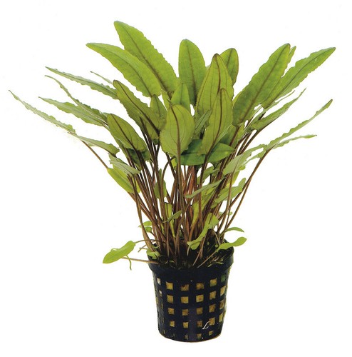 Cryptocoryne undulatus live - undulatus,