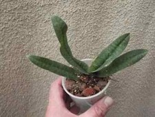 Paphiopedilum malipoense x hangianum (Shun Fa Golden) orchid plant ,not in bloom