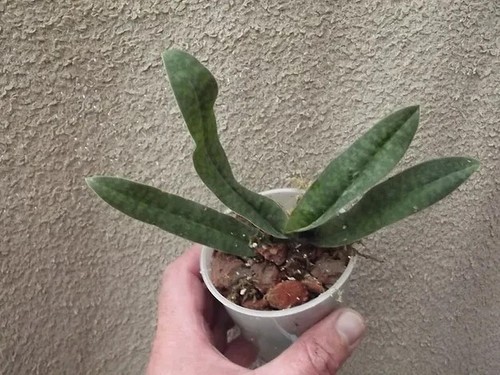 Paphiopedilum malipoense - , x