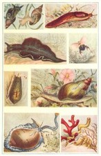 Mollusca pond snail - pond,