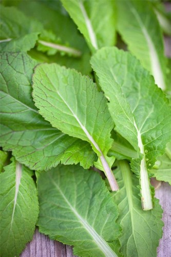 Indian mustard amsoi - indian,