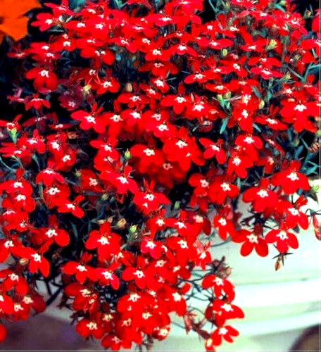 Lobelia pendula red cascade - lobelia,