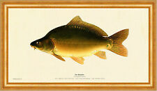 Der Karpfen Cyprinus carpio Race d Aischgrund Carp Süsswasserfische 027 Gerahmt