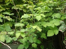 Organic Wild Blackberry