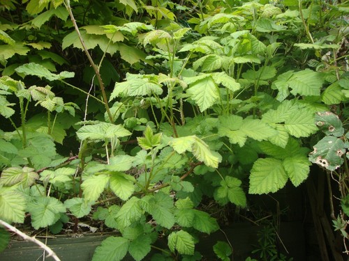 Organic wild blackberry - organic,