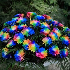 100Pcs Chrysanthemum Rainbow