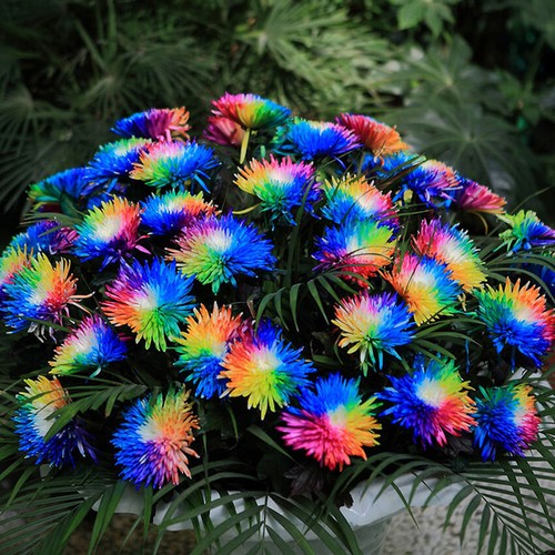100pcs chrysanthemum rainbow - 100pcs,