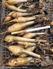 1/3/5pcs Cyphostemma uter var. macropus Own Root Random