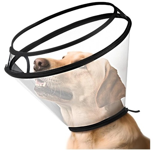 Dog cone collar after - cone, surgery